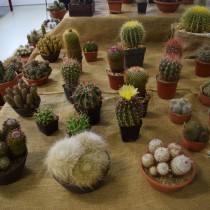 Pohled na vystaven kaktusy. 
