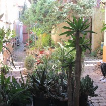 . 17 kaktussk dvorek u pana M. Kaloe 