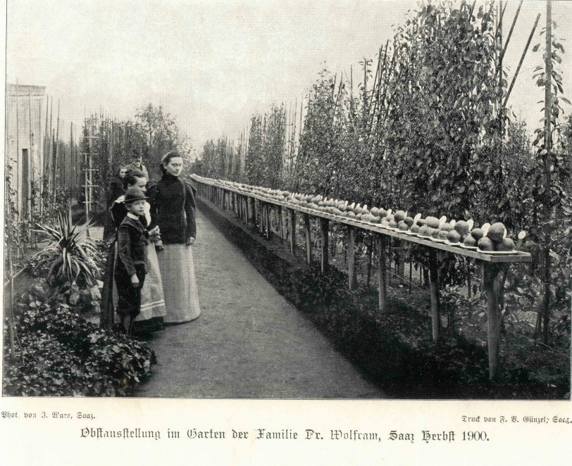Ovocnsk vstava (v zahrad Kovy vily) Dr. Ambroe Wolframa na podzim roku 1900.