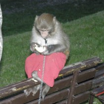 Opička Kiki byla též hostem muzejní noci 