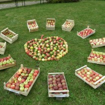 Jablečná výzdoba na zahradě Křížovy vily.
