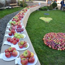 Návštěvníci hodnotili nejkrásnější jablka. 