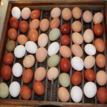 Nasazená vajíčka v líhni. Kuřátka budou k vidění  od 14.  - 17. 3.  při akci Velikonoce v Křížově vile. 