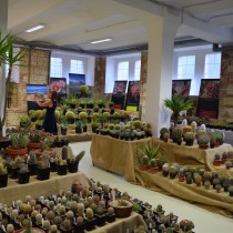 30. srpna 2018 byla zahájena výstava Kaktusů a sukulentů, kterou připravili Kaktusáři Žatecka. 