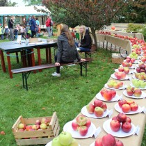 V soutěži o nejhezčí jablko zvítězily Sady Klášterec nad Ohří s odrůdou Bohemia. 